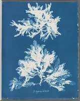 Picture 51 of 197 from Photographs of British algae: cyanotype impressions (1843), leaf 77