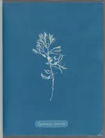 Picture 3 of 197 from Photographs of British algae: cyanotype impressions (1843), leaf 8
