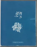 Picture 53 of 197 from Photographs of British algae: cyanotype impressions (1843), leaf 80