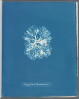 Picture 54 of 197 from Photographs of British algae: cyanotype impressions (1843), leaf 81
