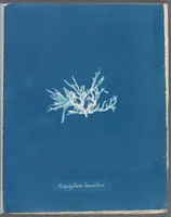 Picture 55 of 197 from Photographs of British algae: cyanotype impressions (1843), leaf 82