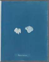 Picture 56 of 197 from Photographs of British algae: cyanotype impressions (1843), leaf 88