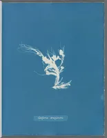 Picture 57 of 197 from Photographs of British algae: cyanotype impressions (1843), leaf 89