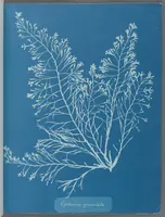 Picture 4 of 197 from Photographs of British algae: cyanotype impressions (1843), leaf 9