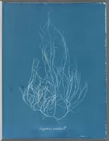 Picture 58 of 197 from Photographs of British algae: cyanotype impressions (1843), leaf 90