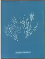 Picture 59 of 197 from Photographs of British algae: cyanotype impressions (1843), leaf 92