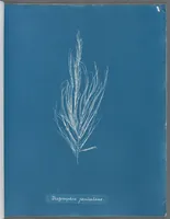 Picture 60 of 197 from Photographs of British algae: cyanotype impressions (1843), leaf 93