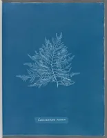 Picture 61 of 197 from Photographs of British algae: cyanotype impressions (1843), leaf 94