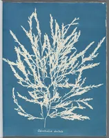 Picture 62 of 197 from Photographs of British algae: cyanotype impressions (1843), leaf 95