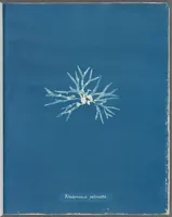 Picture 65 of 197 from Photographs of British algae: cyanotype impressions (1843), leaf 98