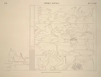 Picture 206 of 510 from Monuments de l'Égypte et de la Nubie, d'après les dessins exécutés sur les lieux sous la direction de Champollion-le-jeune, et les descriptions autographes qu'il en a rédigées; pub. sous les auspices de M. Guizot et de M. Thiers ... par une commission spéciale. Planches (1835), leaf 206