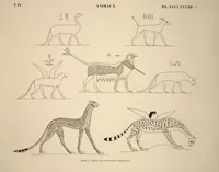 Picture 488 of 510 from Monuments de l'Égypte et de la Nubie, d'après les dessins exécutés sur les lieux sous la direction de Champollion-le-jeune, et les descriptions autographes qu'il en a rédigées; pub. sous les auspices de M. Guizot et de M. Thiers ... par une commission spéciale. Planches (1835), leaf 489