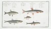 An illustration from Allgemeine Naturgeschichte der Fische. French = Ichtylogie, ou Histoire naturelle : generale et particuliere des poissons (1785)