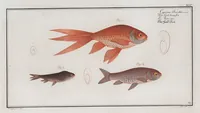 An illustration from Allgemeine Naturgeschichte der Fische. French = Ichtylogie, ou Histoire naturelle : generale et particuliere des poissons (1785)