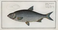 An illustration from Allgemeine Naturgeschichte der Fische. French = Ichtylogie, ou Histoire naturelle : generale et particuliere des poissons (1785)