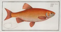 Picture 95 of 416 from Allgemeine Naturgeschichte der Fische. French = Ichtylogie, ou Histoire naturelle : generale et particuliere des poissons (1785), leaf 102