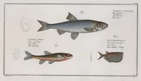 An illustration from Allgemeine Naturgeschichte der Fische. French = Ichtylogie, ou Histoire naturelle : generale et particuliere des poissons (1785)