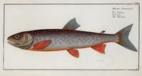 An illustration from Allgemeine Naturgeschichte der Fische. French = Ichtylogie, ou Histoire naturelle : generale et particuliere des poissons (1785)