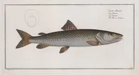 An illustration from Allgemeine Naturgeschichte der Fische. French = Ichtylogie, ou Histoire naturelle : generale et particuliere des poissons (1785)