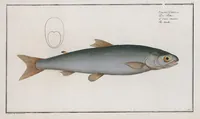 An illustration from Allgemeine Naturgeschichte der Fische. French = Ichtylogie, ou Histoire naturelle : generale et particuliere des poissons (1785)