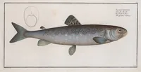 An illustration from Allgemeine Naturgeschichte der Fische. French = Ichtylogie, ou Histoire naturelle : generale et particuliere des poissons (1785)