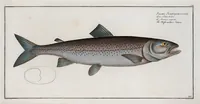 An illustration from Allgemeine Naturgeschichte der Fische. French = Ichtylogie, ou Histoire naturelle : generale et particuliere des poissons (1785)