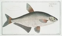 An illustration from Allgemeine Naturgeschichte der Fische. French = Ichtylogie, ou Histoire naturelle : generale et particuliere des poissons (1785)