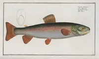 An illustration from Allgemeine Naturgeschichte der Fische. French = Ichtylogie, ou Histoire naturelle : generale et particuliere des poissons (1785)