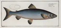 Picture 104 of 416 from Allgemeine Naturgeschichte der Fische. French = Ichtylogie, ou Histoire naturelle : generale et particuliere des poissons (1785), leaf 111