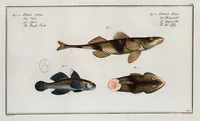 An illustration from Allgemeine Naturgeschichte der Fische. French = Ichtylogie, ou Histoire naturelle : generale et particuliere des poissons (1785)