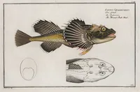 An illustration from Allgemeine Naturgeschichte der Fische. French = Ichtylogie, ou Histoire naturelle : generale et particuliere des poissons (1785)