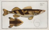 Picture 107 of 416 from Allgemeine Naturgeschichte der Fische. French = Ichtylogie, ou Histoire naturelle : generale et particuliere des poissons (1785), leaf 114