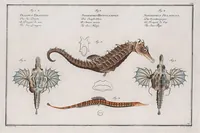An illustration from Allgemeine Naturgeschichte der Fische. French = Ichtylogie, ou Histoire naturelle : generale et particuliere des poissons (1785)
