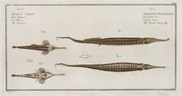 Picture 111 of 416 from Allgemeine Naturgeschichte der Fische. French = Ichtylogie, ou Histoire naturelle : generale et particuliere des poissons (1785), leaf 118