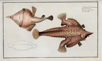 An illustration from Allgemeine Naturgeschichte der Fische. French = Ichtylogie, ou Histoire naturelle : generale et particuliere des poissons (1785)