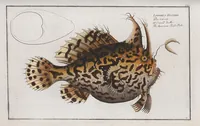 An illustration from Allgemeine Naturgeschichte der Fische. French = Ichtylogie, ou Histoire naturelle : generale et particuliere des poissons (1785)