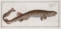 Picture 114 of 416 from Allgemeine Naturgeschichte der Fische. French = Ichtylogie, ou Histoire naturelle : generale et particuliere des poissons (1785), leaf 121