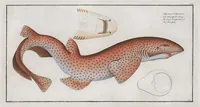 Picture 116 of 416 from Allgemeine Naturgeschichte der Fische. French = Ichtylogie, ou Histoire naturelle : generale et particuliere des poissons (1785), leaf 123