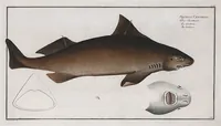 An illustration from Allgemeine Naturgeschichte der Fische. French = Ichtylogie, ou Histoire naturelle : generale et particuliere des poissons (1785)