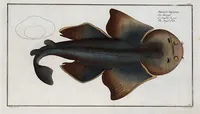 Picture 118 of 416 from Allgemeine Naturgeschichte der Fische. French = Ichtylogie, ou Histoire naturelle : generale et particuliere des poissons (1785), leaf 125