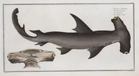 An illustration from Allgemeine Naturgeschichte der Fische. French = Ichtylogie, ou Histoire naturelle : generale et particuliere des poissons (1785)