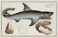 An illustration from Allgemeine Naturgeschichte der Fische. French = Ichtylogie, ou Histoire naturelle : generale et particuliere des poissons (1785)