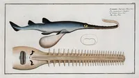 An illustration from Allgemeine Naturgeschichte der Fische. French = Ichtylogie, ou Histoire naturelle : generale et particuliere des poissons (1785)