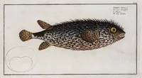 An illustration from Allgemeine Naturgeschichte der Fische. French = Ichtylogie, ou Histoire naturelle : generale et particuliere des poissons (1785)