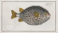 Picture 127 of 416 from Allgemeine Naturgeschichte der Fische. French = Ichtylogie, ou Histoire naturelle : generale et particuliere des poissons (1785), leaf 134