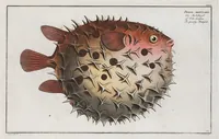Picture 128 of 416 from Allgemeine Naturgeschichte der Fische. French = Ichtylogie, ou Histoire naturelle : generale et particuliere des poissons (1785), leaf 135