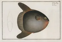 Picture 129 of 416 from Allgemeine Naturgeschichte der Fische. French = Ichtylogie, ou Histoire naturelle : generale et particuliere des poissons (1785), leaf 136