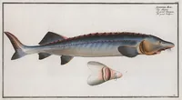 An illustration from Allgemeine Naturgeschichte der Fische. French = Ichtylogie, ou Histoire naturelle : generale et particuliere des poissons (1785)
