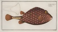 An illustration from Allgemeine Naturgeschichte der Fische. French = Ichtylogie, ou Histoire naturelle : generale et particuliere des poissons (1785)
