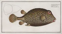 Picture 133 of 416 from Allgemeine Naturgeschichte der Fische. French = Ichtylogie, ou Histoire naturelle : generale et particuliere des poissons (1785), leaf 140
